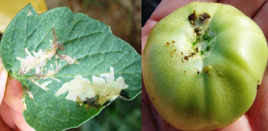 Triệu chứng gây hại trên lá và quả của sâu đục lá cà chua Nam Mỹ)